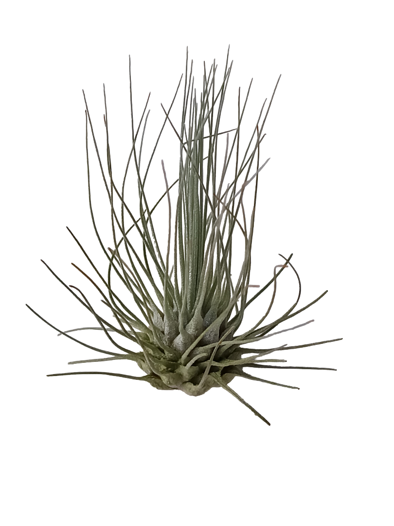 Tillandsia Fuchsii Clavel Del Aire Tillandsias_0