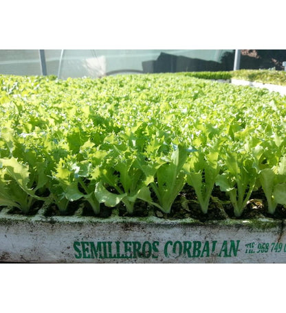 Plantón Escarola Rizada (10 Unidades)_1
