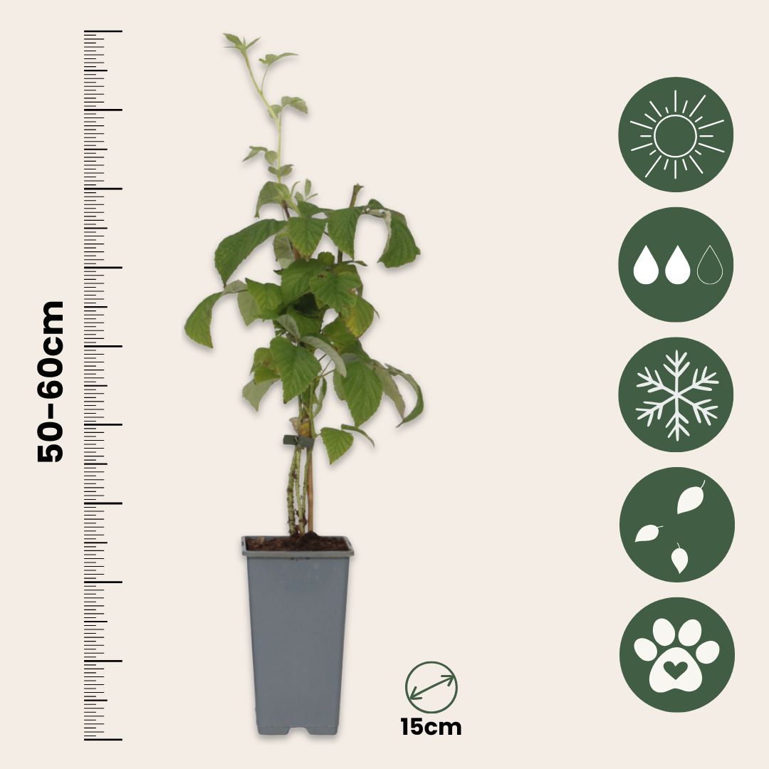 Frambuesa - 2 Pzs - Rubus Idaeus 'malling Promise' - Altura 50-60cm - ⌀15cm_2