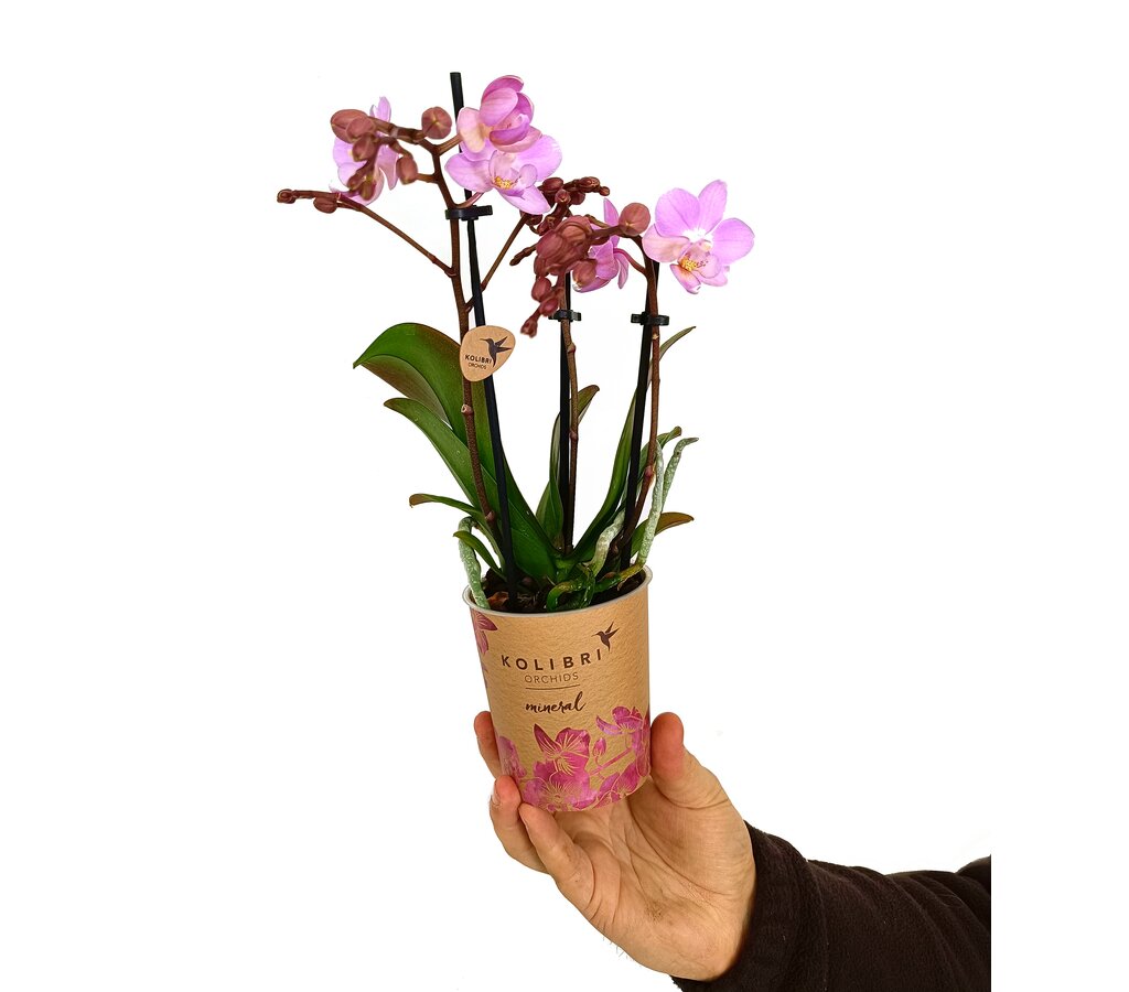 Phalaenopsis Multiflora M9 35cm_0