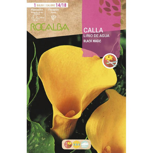 Bulbo de Calla Lily Black Magic Yellow 1 unidade (14/18)