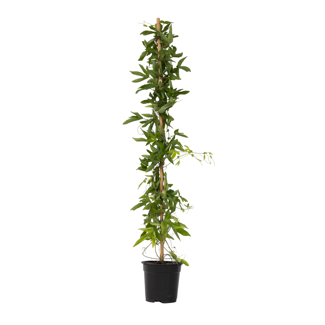 Granadilla - Passiflora X Violacea 'victoria' - Altura 110-120cm - ⌀17cm_0