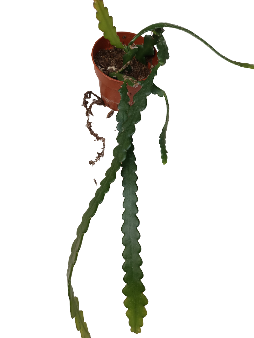 E. Anguliger Planta Suculenta Ø5_0