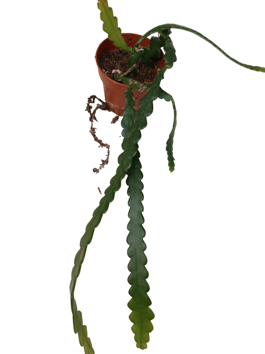E. Anguliger Planta Suculenta Ø5_0