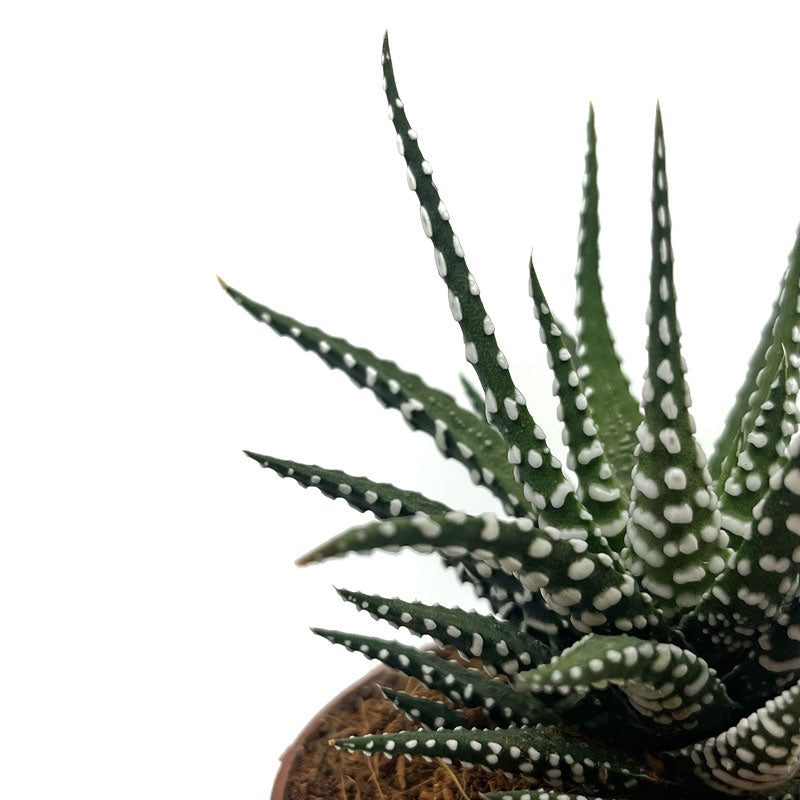 Haworthiopsis Attenuata Cactus Y Suculentas M8,5 cm Ø_2