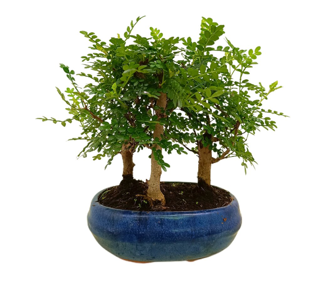 Bonsái Zanthoxylum Bosque 9 Años_0