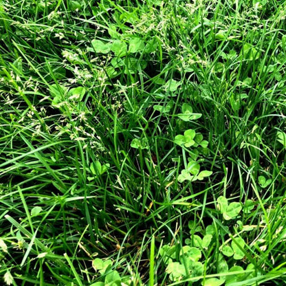 Semillas Para Césped Especializadas Por Uso Y Zona Saco 5 Kg (150 M2) / Profesional Highland_3