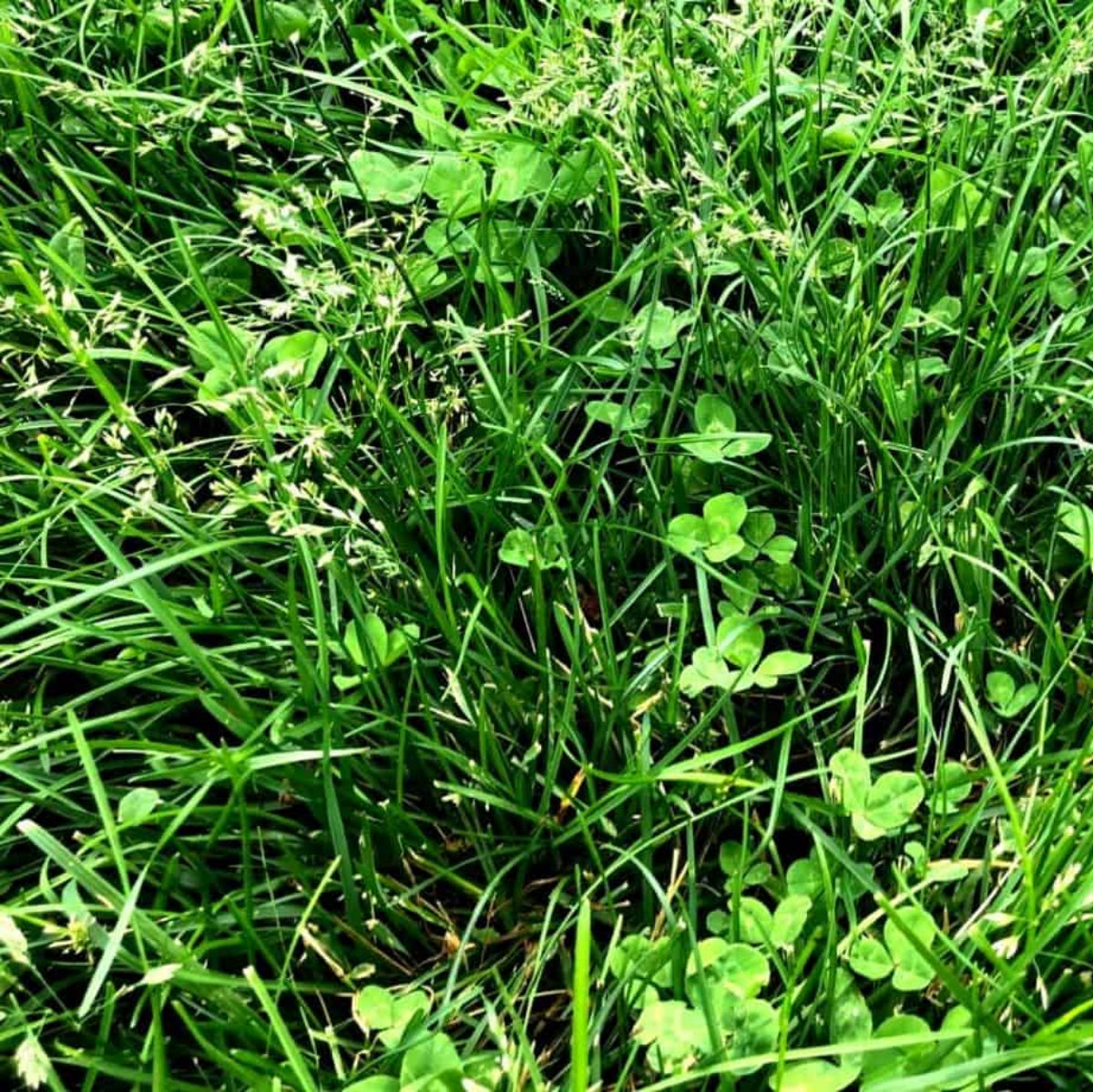 Semillas Para Césped Especializadas Por Uso Y Zona Saco 25 Kg (750 M2) / Resistente_3