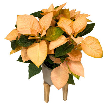 Poinsettia Coral M14: La Flor De Pascua Que Añade Calidez A Tu Navidad_0