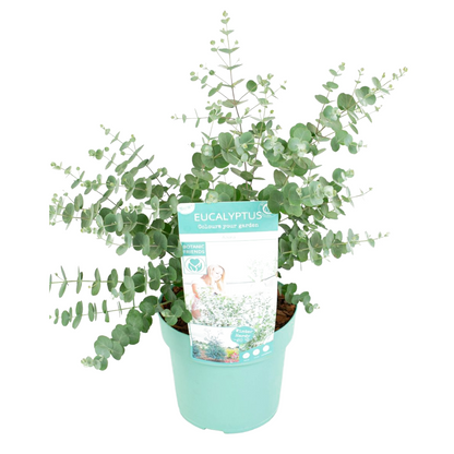 Eucalipto - Eucalyptus Pulverulenta 'baby Blue' - Altura 40-50cm - ⌀19cm_0