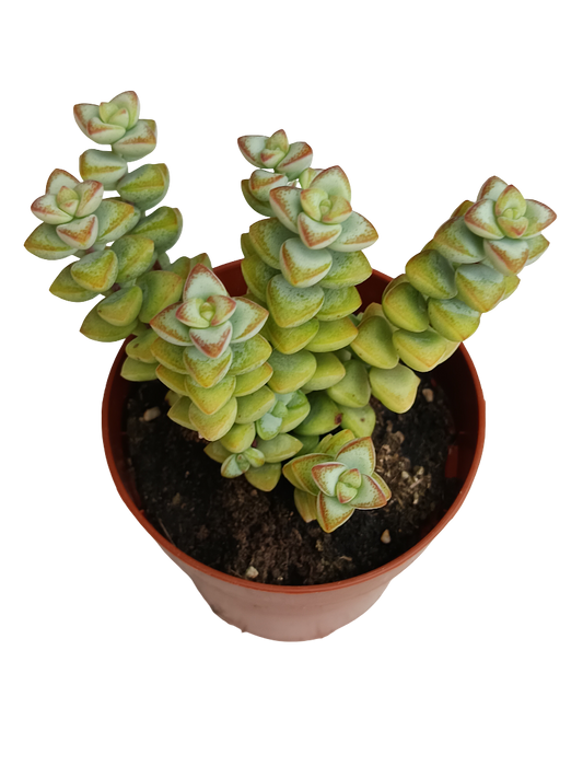 Crassula Rupestris High Voltage Planta Suculenta Colgante Ø8_0