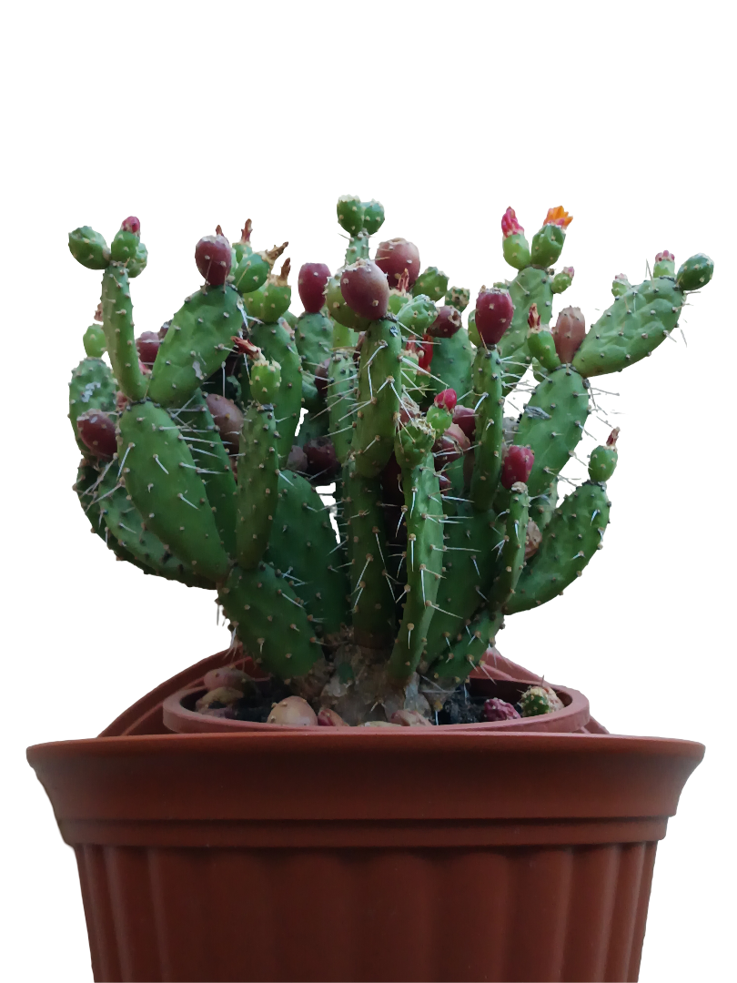 Opuntia Quitensis Ø17 Cactus Planta De Poco Riego_0