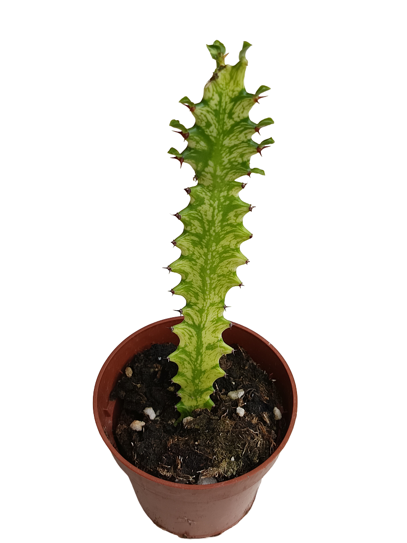 Euphorbia Mint Planta Suculenta Ø8_0