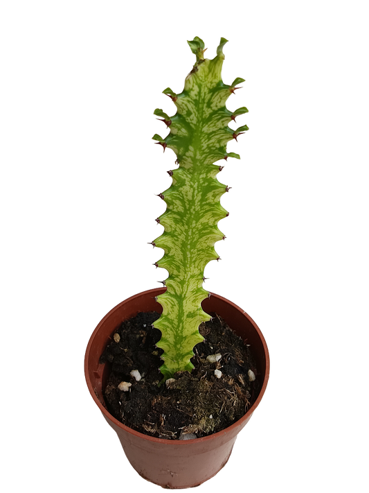 Euphorbia Mint Planta Suculenta Ø8_0