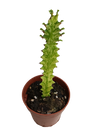 Planta Suculenta Euphorbia Hortelã Ø8