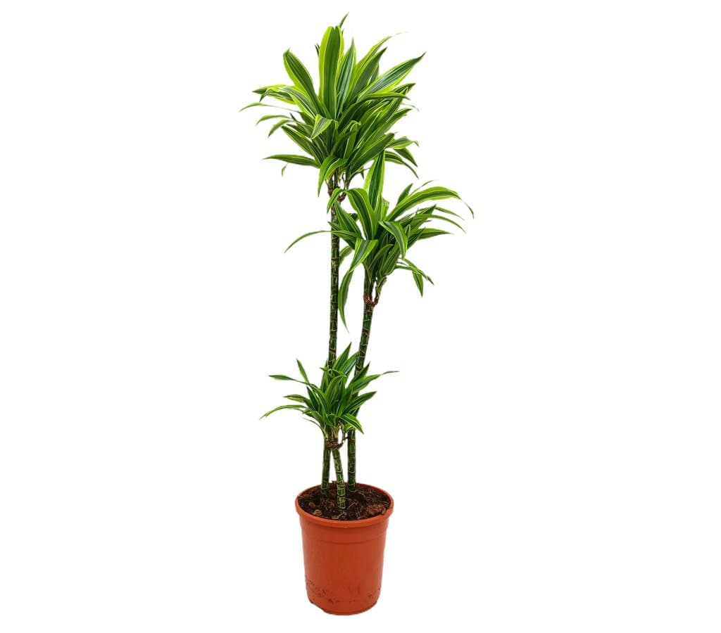 Dracena Lemon Line 3 Troncos 90-60-30 M24 120-150cm_0