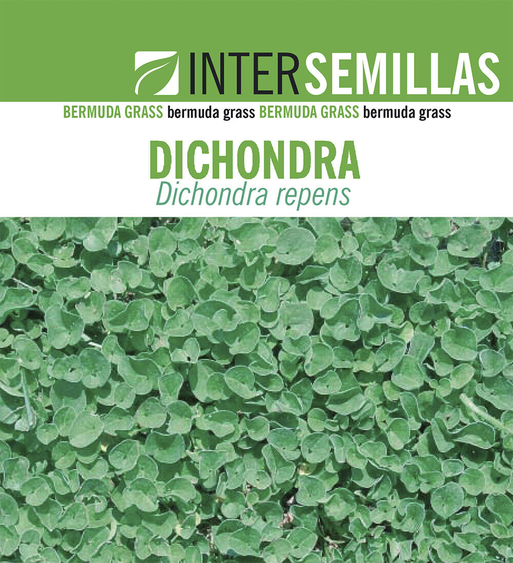 Semillas De Dichondra Repens Caja De  250g._0