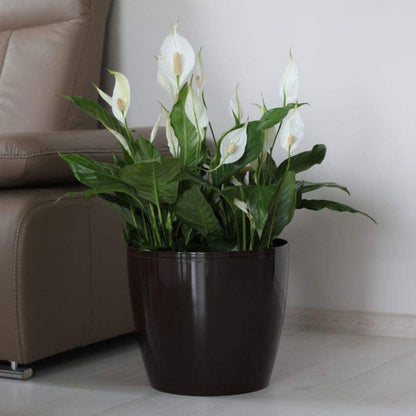 Macetero Magnolia 300 Marrón