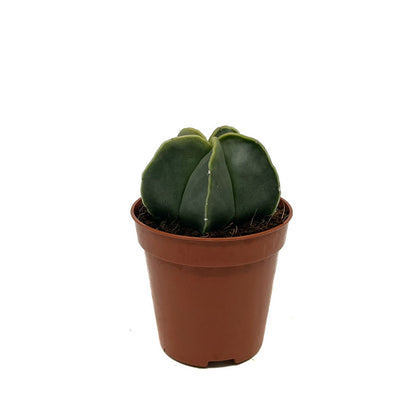 Astrophytum Myriostigma Nudum Cactus Y Suculentas M5,5 cm Ø_0