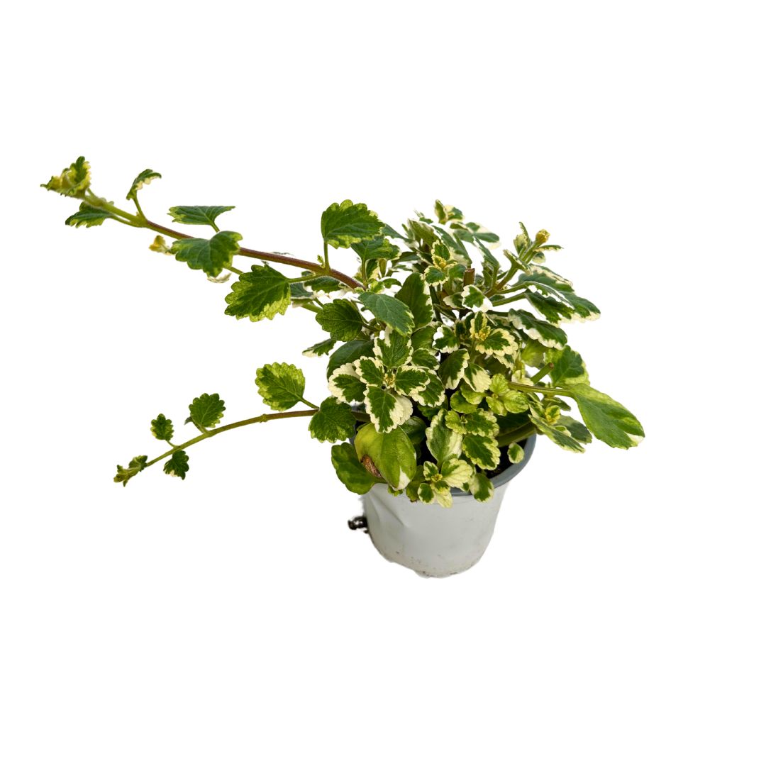 Planta De Incienso Planta Ornamental De Interior Y Exterior (plectranthus Coleoides) M15_0