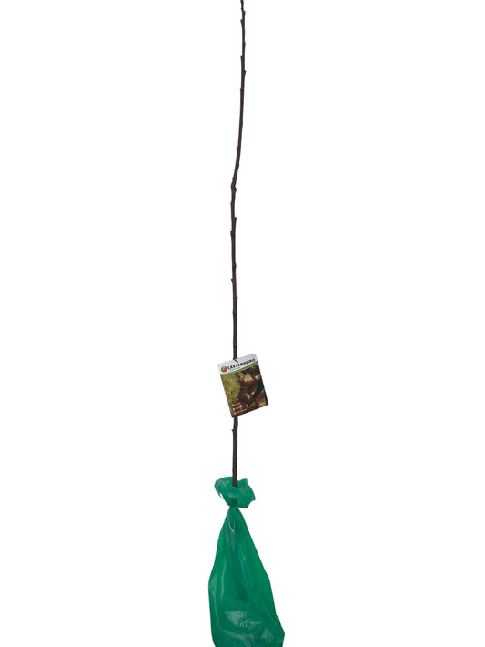 Frutal Castaño Europeo Cepellón 140 CM_0