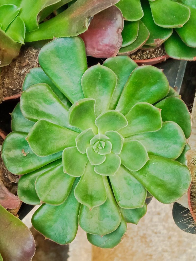 Suculentas Y Cactus Variedad #48 Planta Sin Id_0