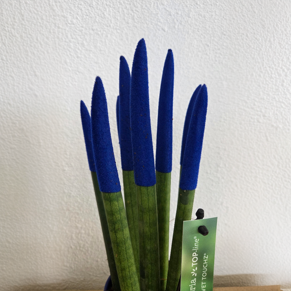 Lengua De Suegra Cilíndrica - Sansevieria Cylindrica - Altura 20-40cm - ⌀9cm_3