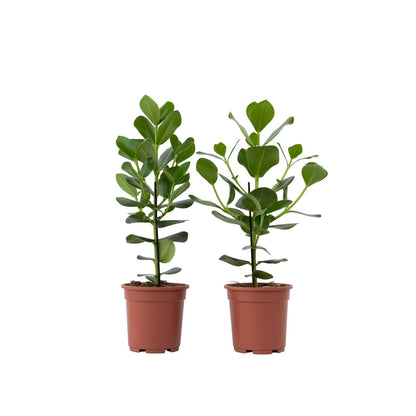 Copey Rosado - 2 Pzs - Clusia Rosea 'princess' - Altura 50-60cm - ⌀17cm_0