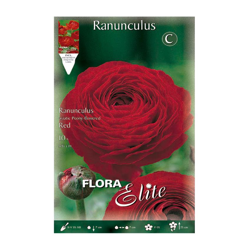 Bolbos Elite Red Ranunculus 10 unidades