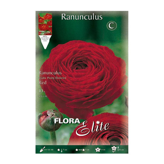 Bolbos de Ranúnculo Vermelho 10 unidades