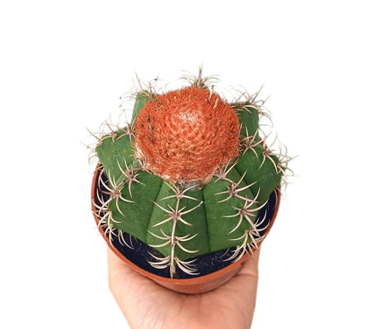 Melocactus Matanzanus M11_0