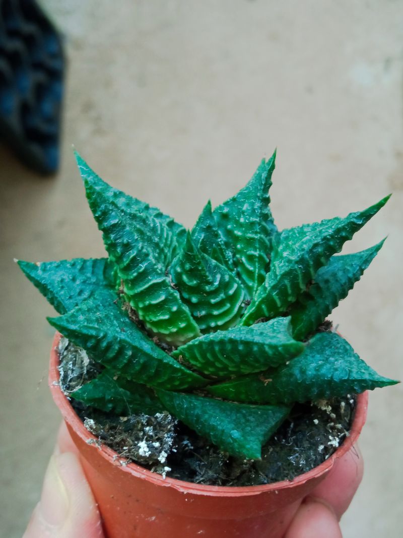 Haworthia Striata Twist Planta Suculenta Ø5 Cm_0