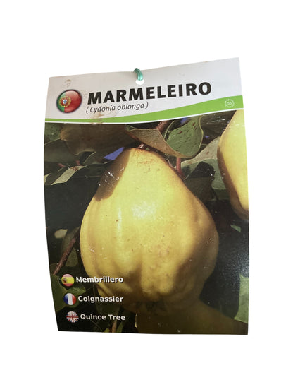 Frutal Membrillo Cepellón 140CM_1