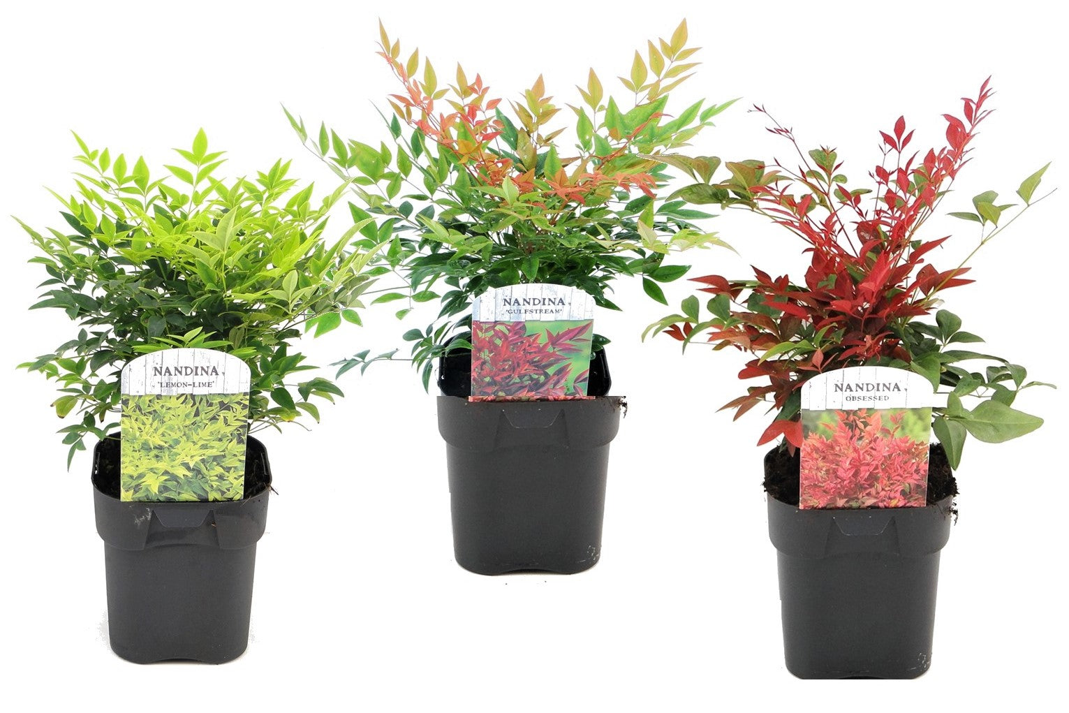 Bambú Sagrado - 3 Pzs - Nandina Domestica - Altura 25-40cm - ⌀17cm_0