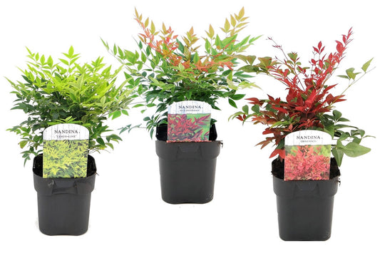 Bambú Sagrado - 3 Pzs - Nandina Domestica - Altura 25-40cm - ⌀17cm_0
