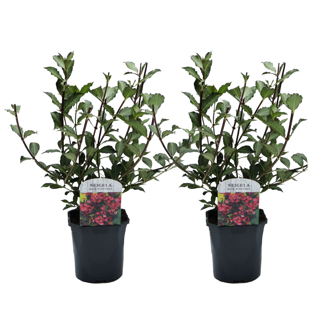 Weigela Púrpura Enana - 2 Pzs - Weigela 'nana Purpurea' - Altura 25-40cm - ⌀17cm_0