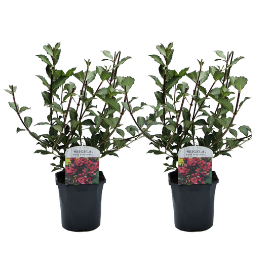 Weigela Púrpura Enana - 2 Pzs - Weigela 'nana Purpurea' - Altura 25-40cm - ⌀17cm_0