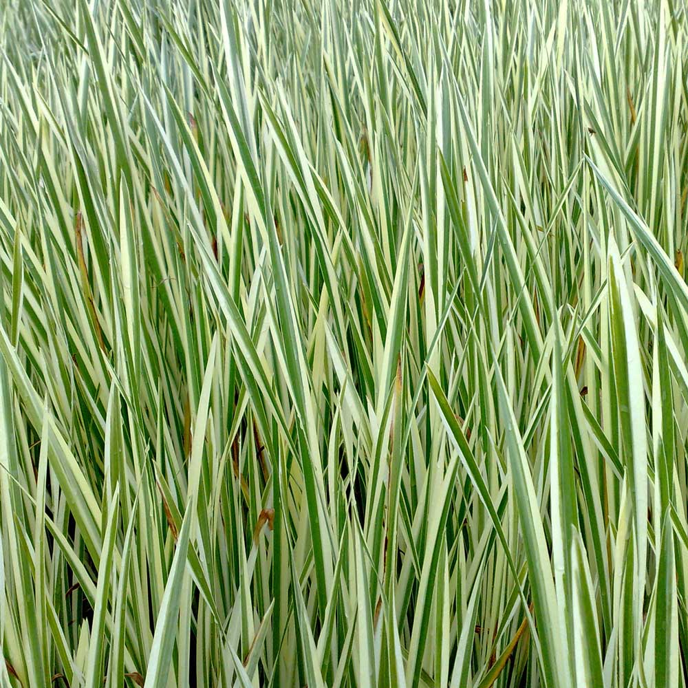 Cálamo Aromático Planta Estanque - Resistente - Biológico - 9 Unidades_1