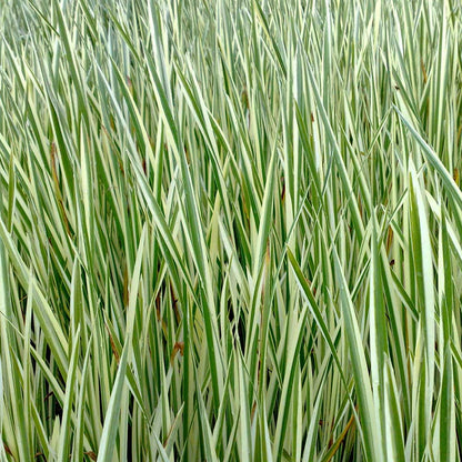 Cálamo Aromático Planta Estanque - Resistente - Biológico - 9 Unidades_1