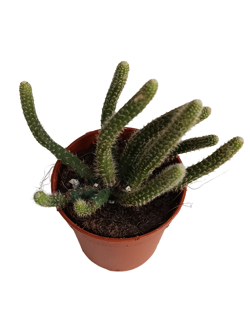 Rhipsalis Horrida Planta Suculenta Colgante Ø5_0