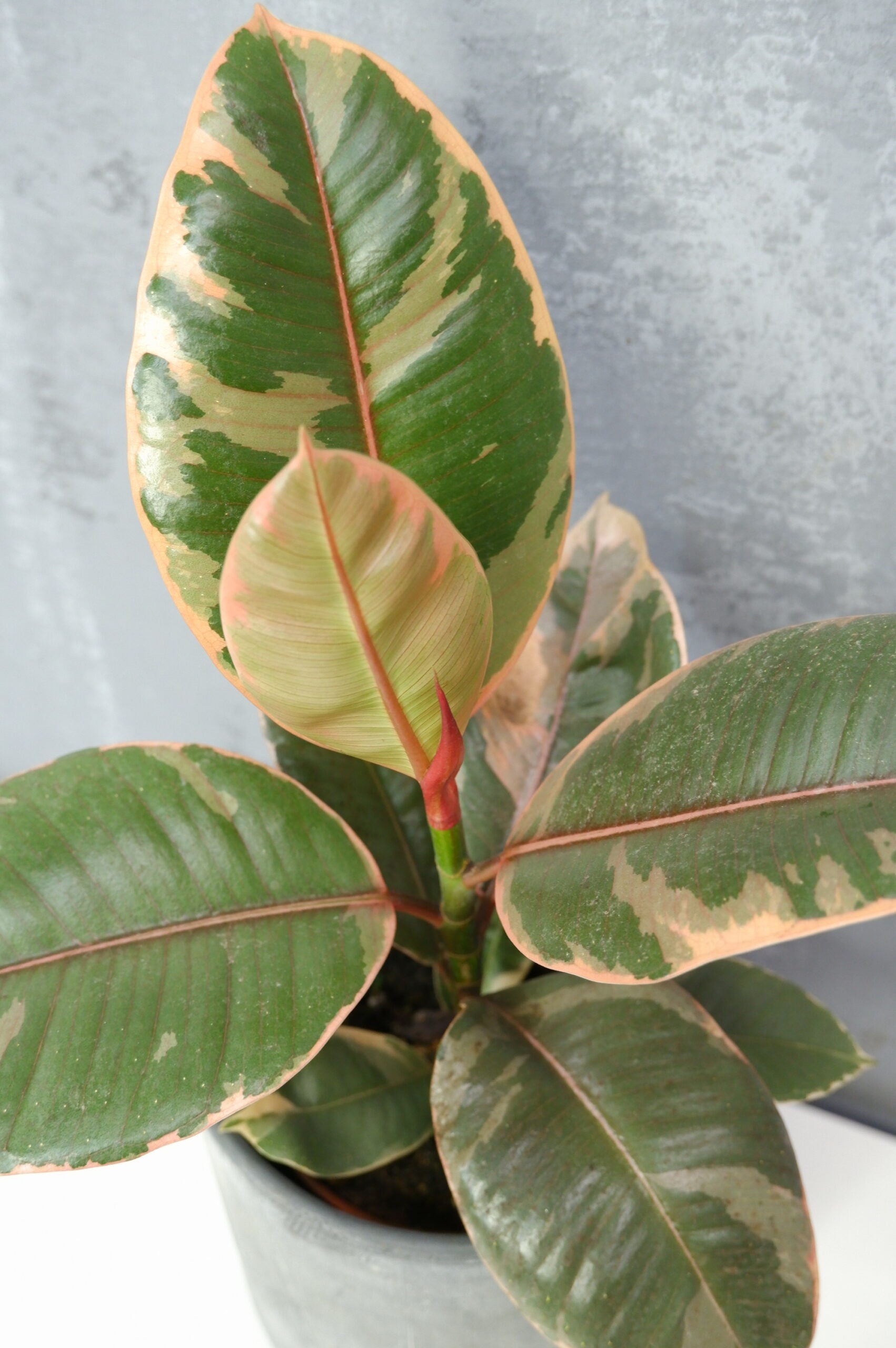 Arból Del Caucho - Ficus Elastica Belize_2