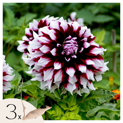Tubérculos De Dalia - 3 Pzs - Dahlia 'tartan' - Púrpura_0