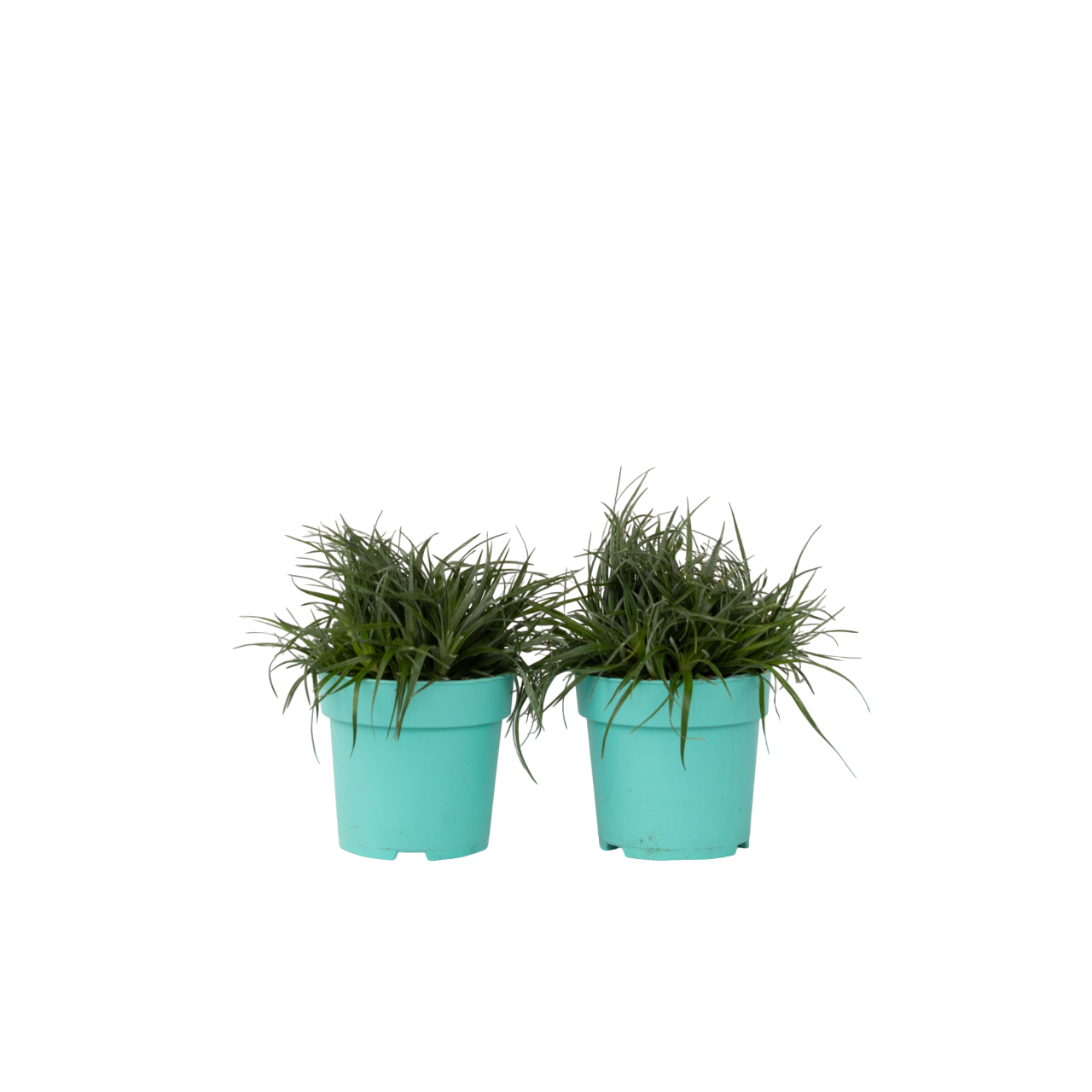 Bromelia Azul - 2 Pzs - Fascicularia - Altura 20-30cm - ⌀13cm_0