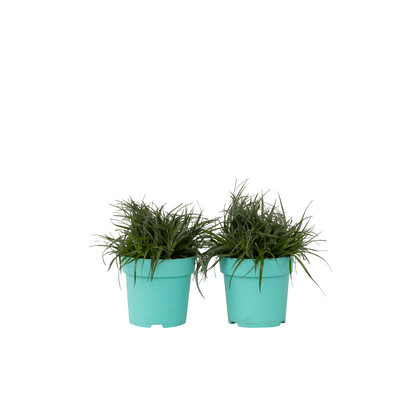 Bromelia Azul - 2 Pzs - Fascicularia - Altura 20-30cm - ⌀13cm_0