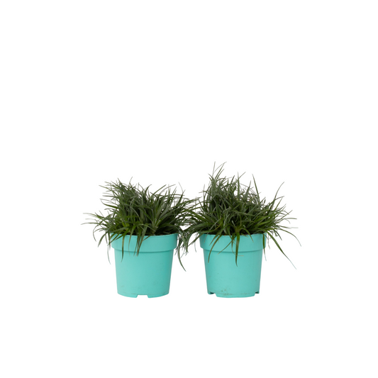 Bromelia Azul - 2 Pzs - Fascicularia - Altura 20-30cm - ⌀13cm_0