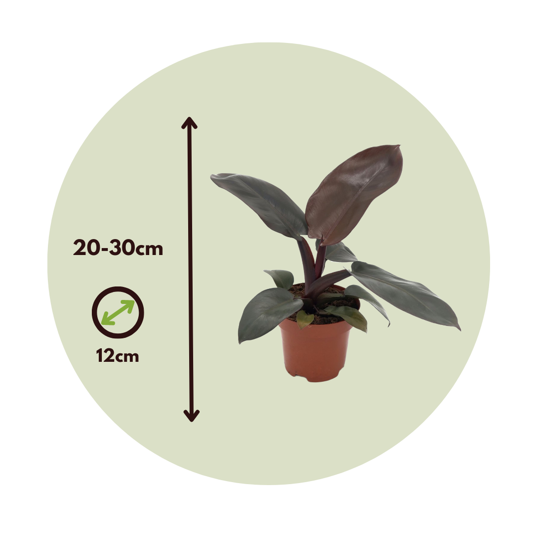 Filodendro - Philodendron 'black Cardinal' - Altura 20-30cm - ⌀12cm_2