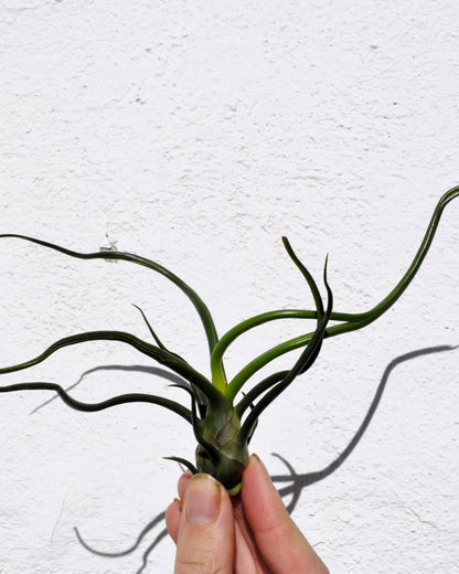Tillandsia bulbosa; planta del aire verde; Curiosarium; altura 8-12 cm, diámetro 10-15 cm_1