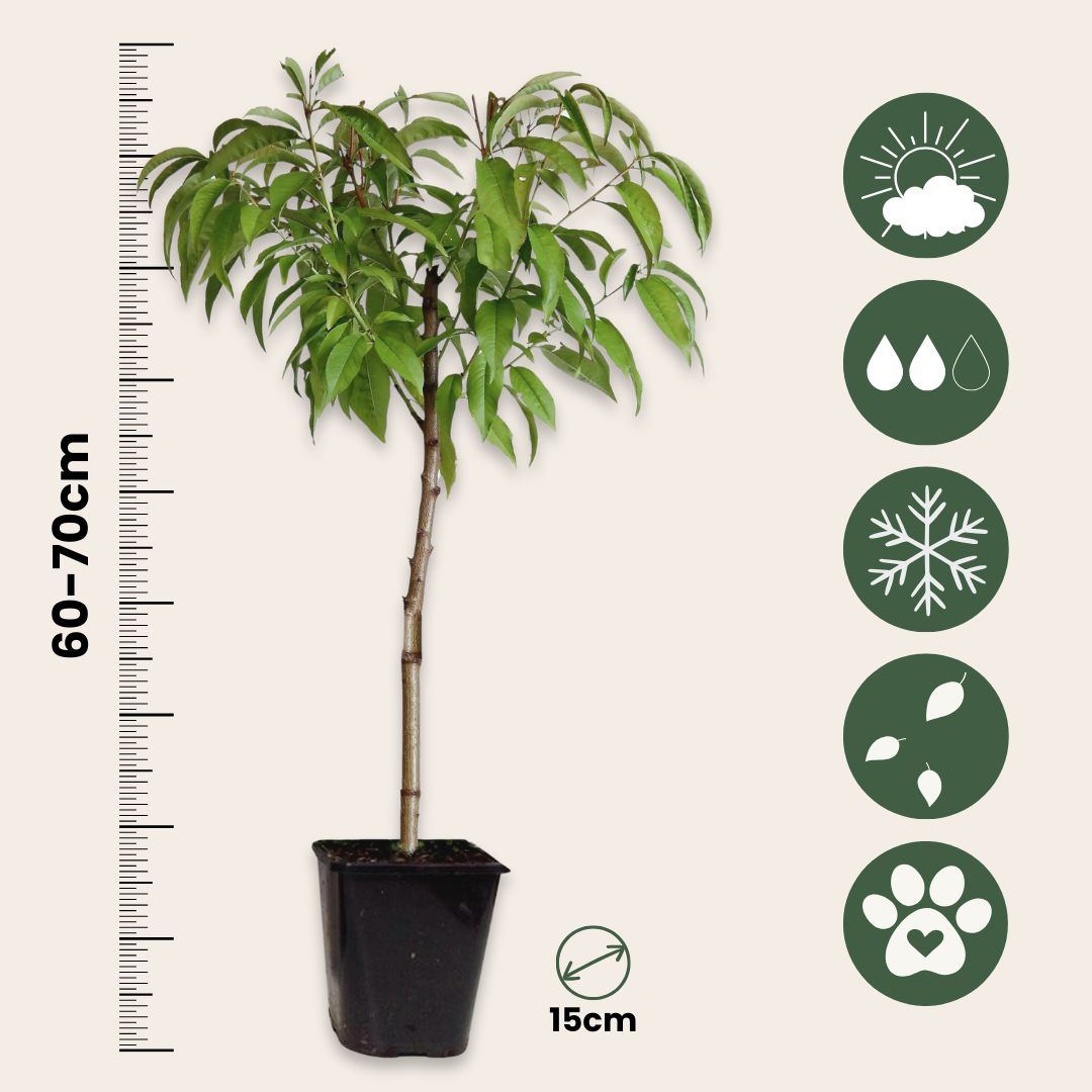 Melocotonero Enano - Prunus Persica 'saturne' - Altura 60-70cm - ⌀15cm_2