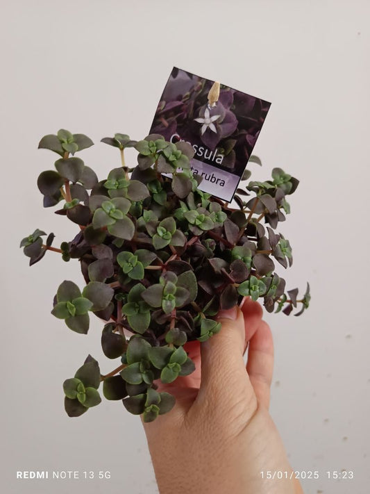 Crassula Marginali Rubra Planta Suculenta Colgante_0