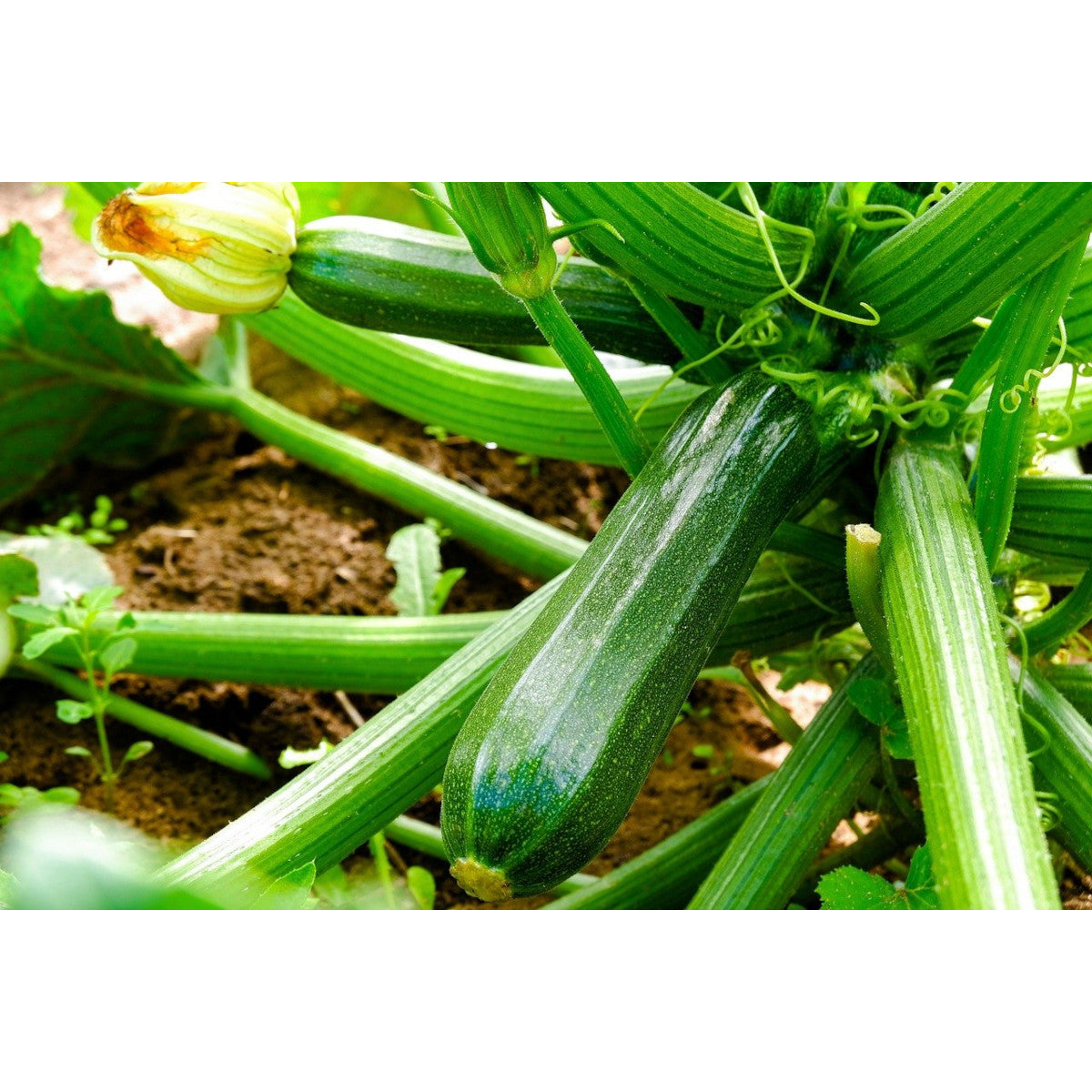 Biochar Livingchar 1000l_4